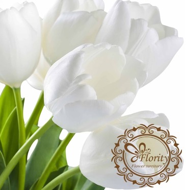 Tulip white