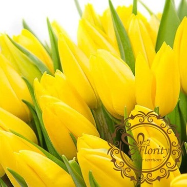 Tulip yellow