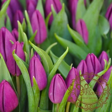 Tulip purple