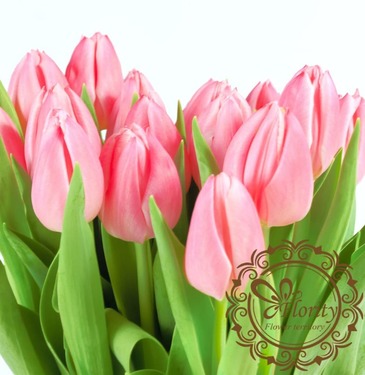 Tulip pink