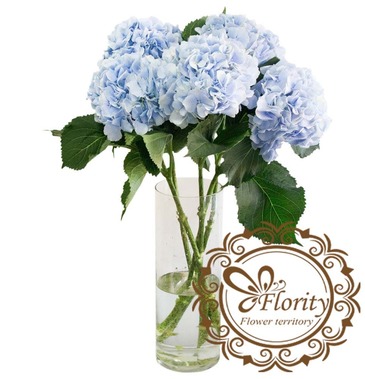 Hydrangea blue