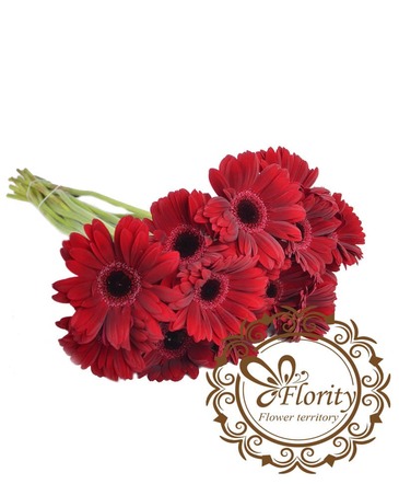 Gerbera red