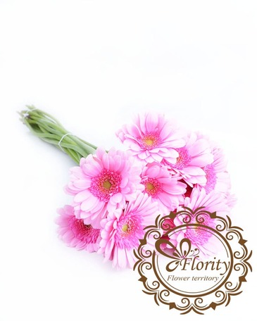 Gerbera pink