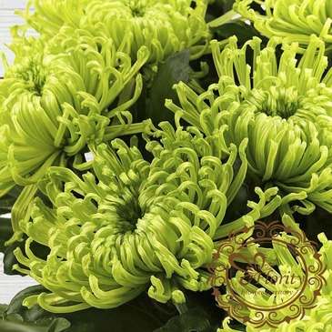 Chrysanthemum Green