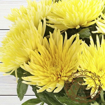 Chrysanthemum Sunny