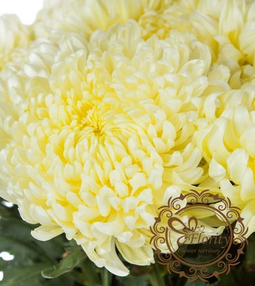 Chrysanthemum Creamish