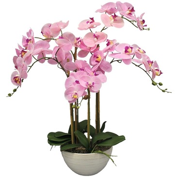 Phalaenopsis orchids